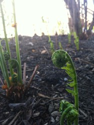 Fiddleheads